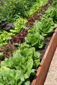 Vegetable Gardening